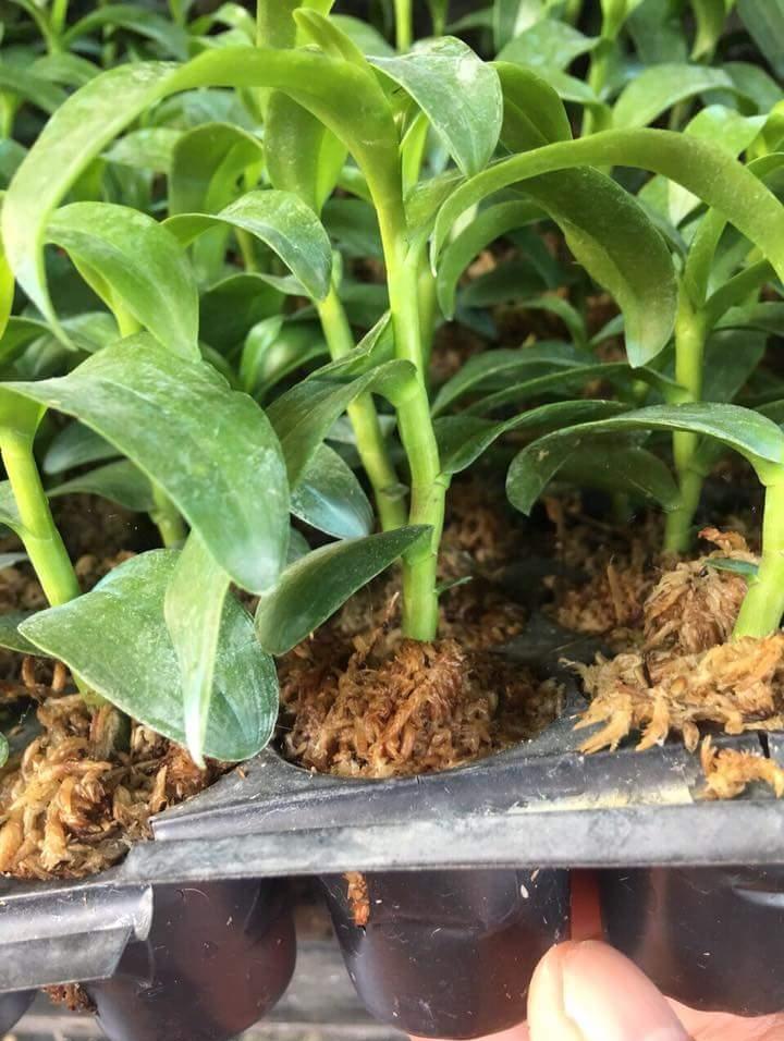 Trầm rồng đỏ