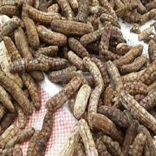 Chuối hột rừng cả quả 1kg.