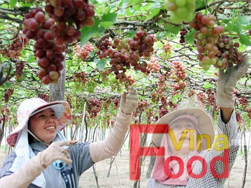 [HCM]Mật Nho Phan Rang Nguyên Chất