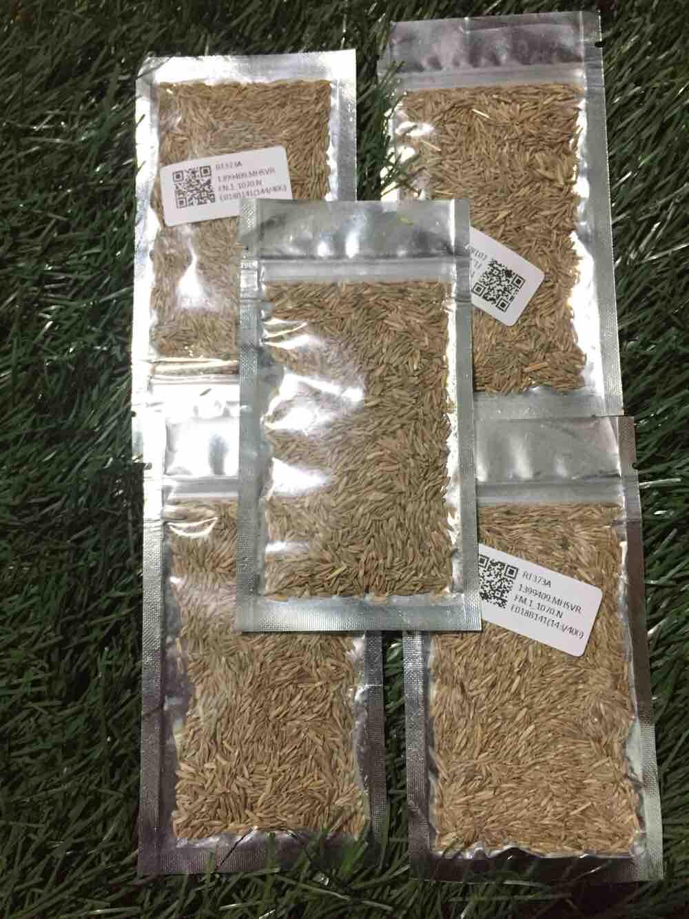 Hạt giống thuỷ sinh - cỏ ngưu ma chiên
