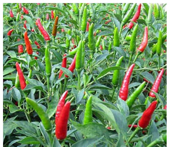 Combo 5 gói hạt giống Ớt chỉ thiên