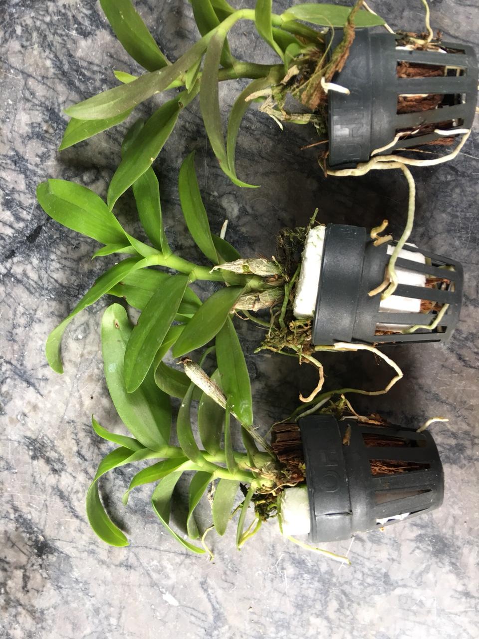 PHi Điệp Lai giống( combo 3 cốc 3 màu )