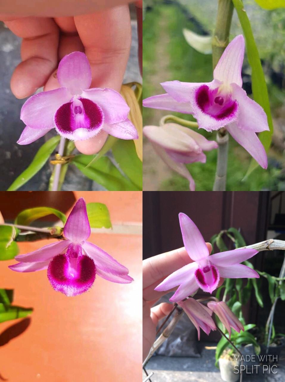 PHi Điệp Lai giống( combo 3 cốc 3 màu )