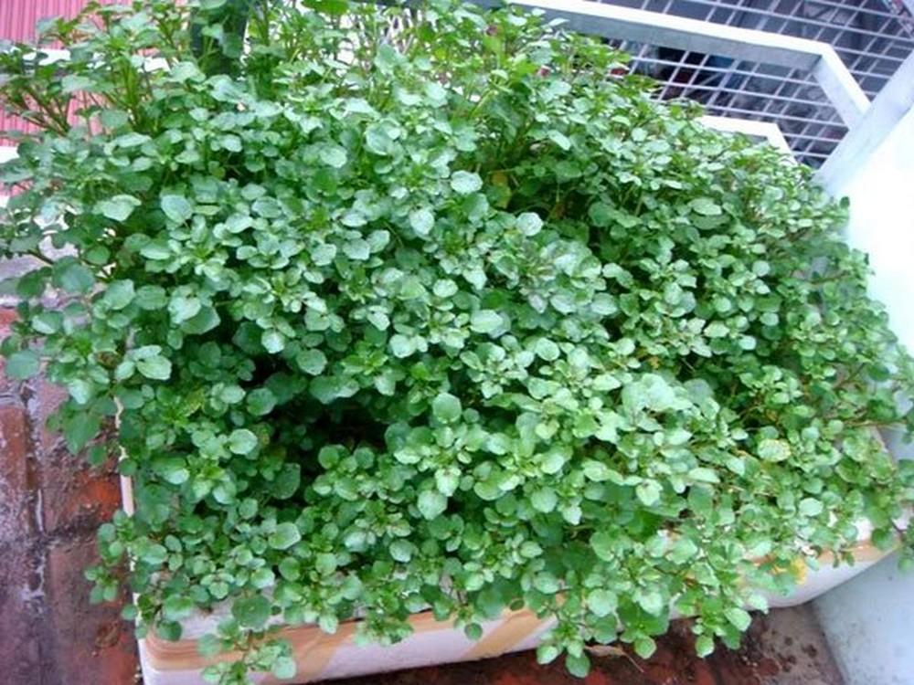 Hạt giống Xà lách Xoong Mỹ (0,1g)
