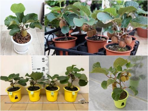 Bộ Hạt Giống Kiwi Lùn Ruột Xanh