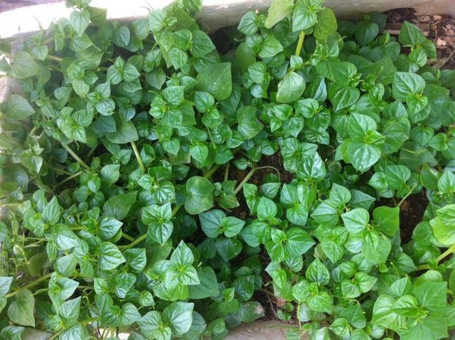 Hạt giống Rau Càng cua (0.5g)