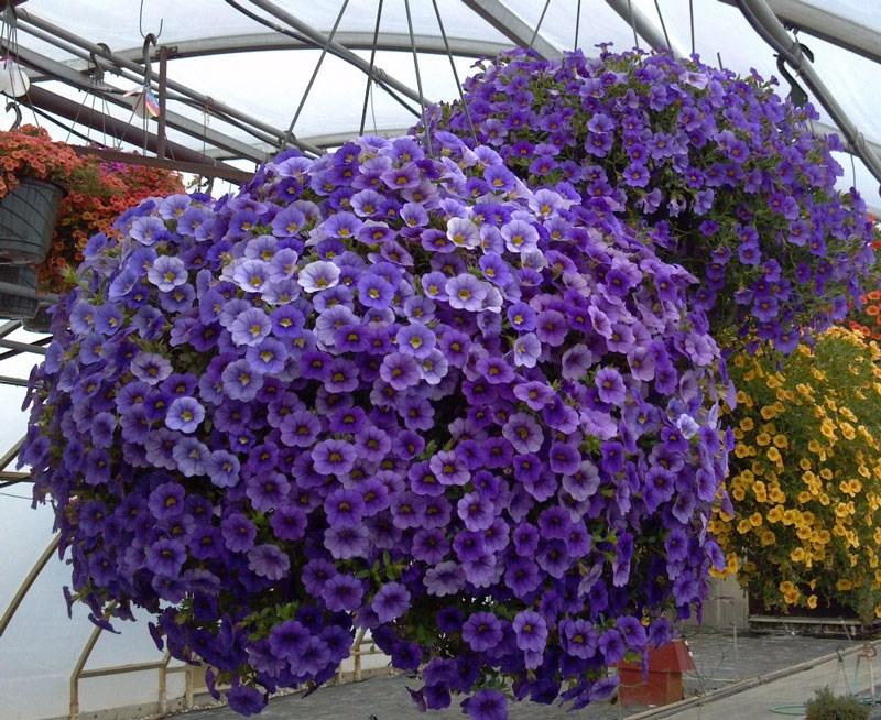 [HCM]hạt giống hoa triệu chuông f1