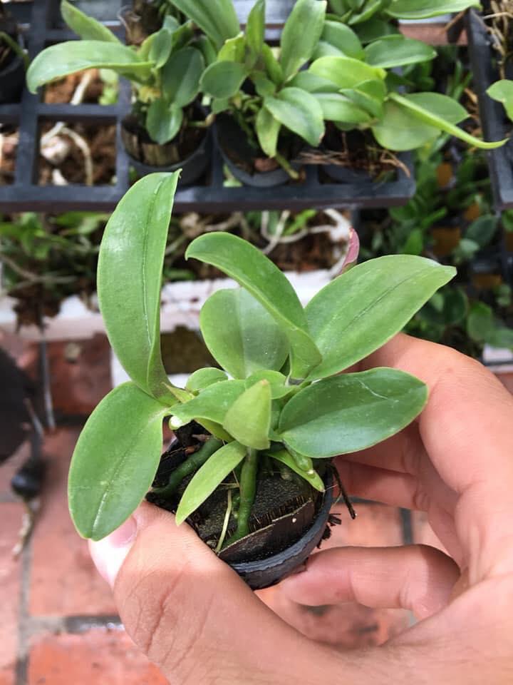 Catlya hàng giống nhiều màu( combo 3 chậu 3 màu)