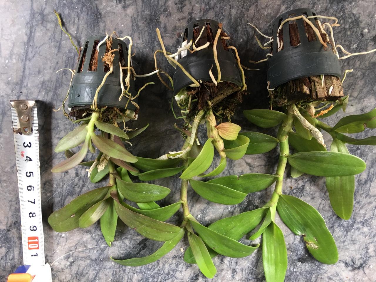 PHi Điệp Lai giống( combo 3 cốc 3 màu )