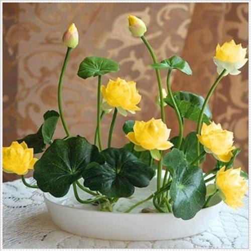 Hạt Giống Sen Bát Loại Dễ Trồng. Túi 5 Hạt