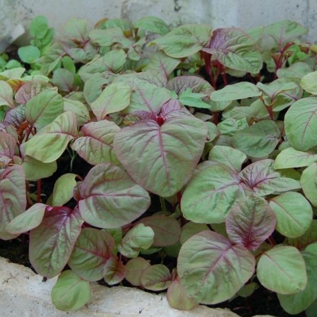[HCM]Hạt giống dền 3 màu - PhuNongSeeds