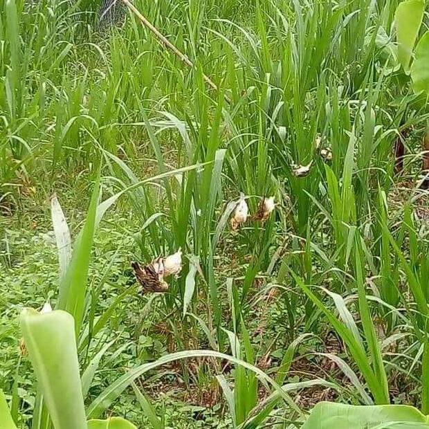Lưới bẫy chim tàng hình cước thái lan dài 30m cao 5m mắt 3p 5 dây 4 túi