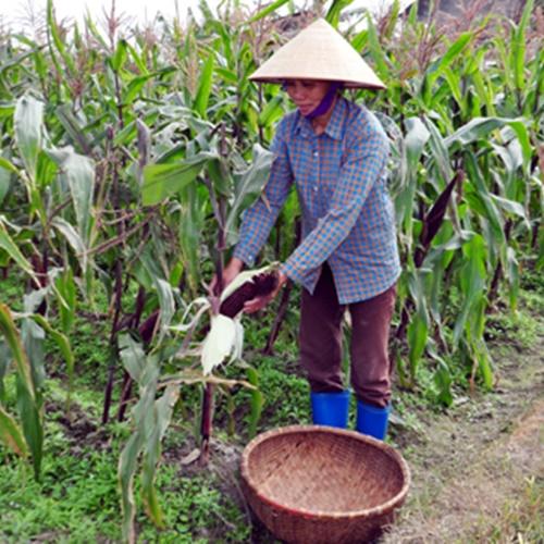 Hạt Giống Bắp Nữ Hoàng Thái Lan. Túi 30 Hạt. Năng Xuất Cao - Dễ Trồng.