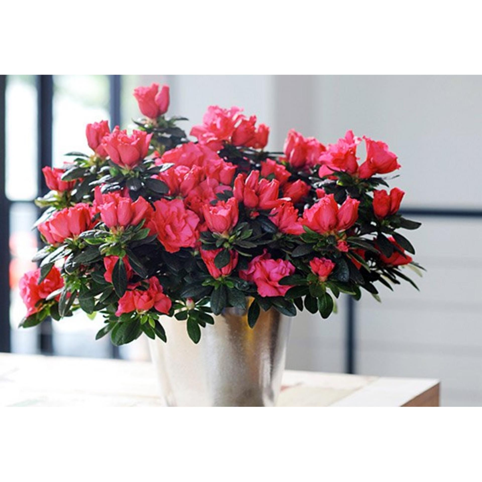 HẠT GIỐNG HOA ĐỖ QUYÊN