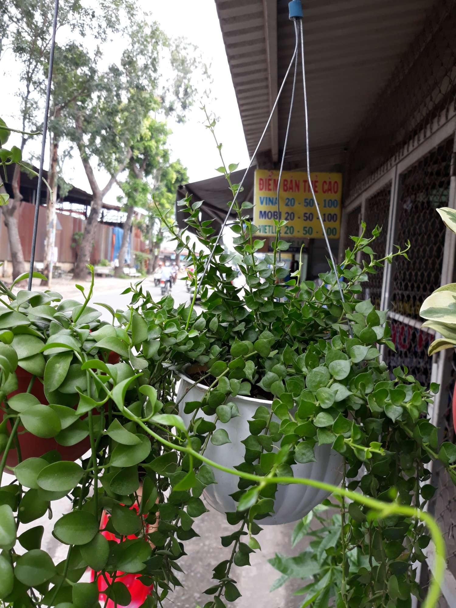 Trầu Bà - Cây Bán Kính Tán Rộng Lớn - KT: Từ 40 - 50cm