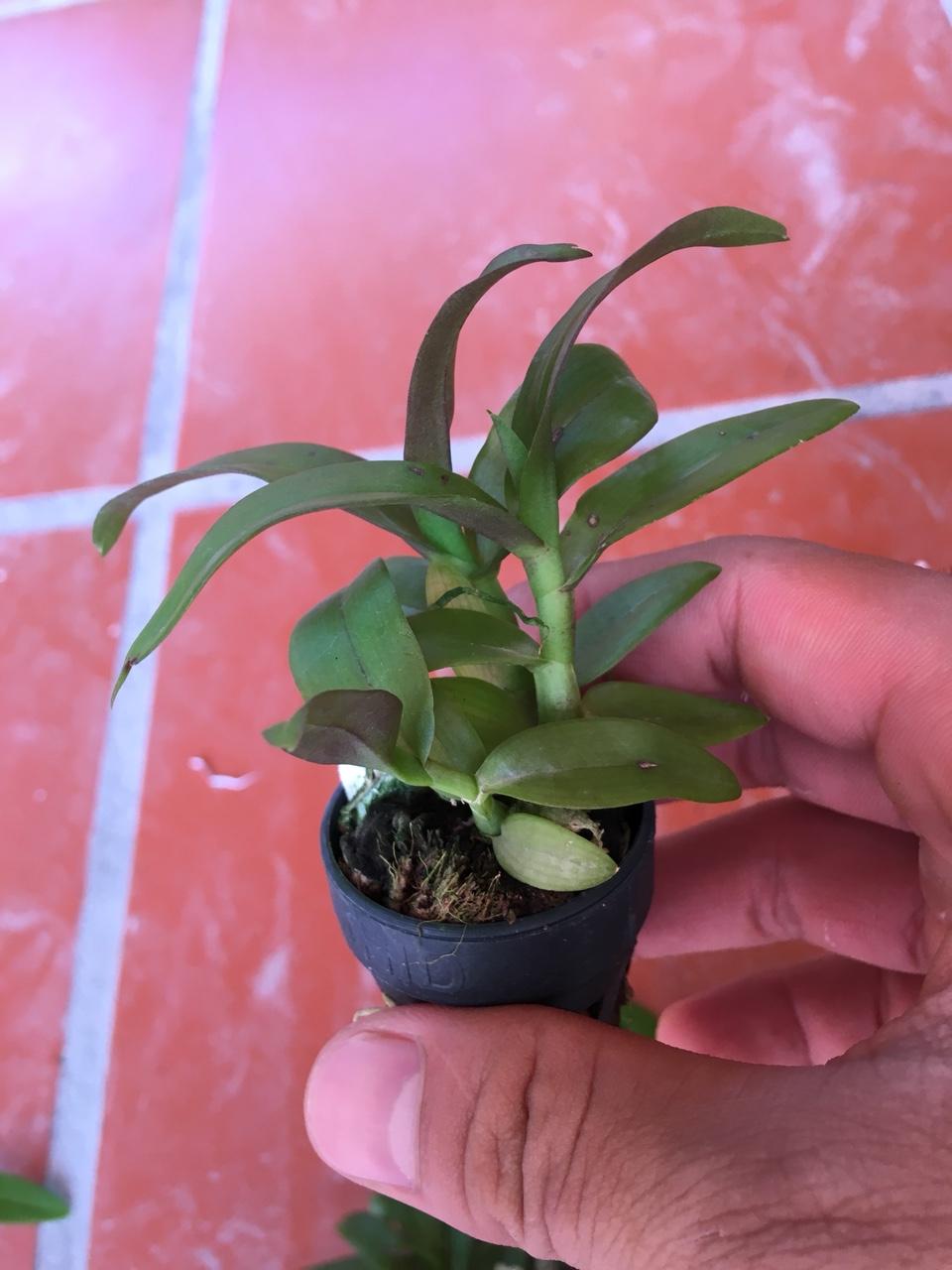 Trầm Hồng long môi tuyết
