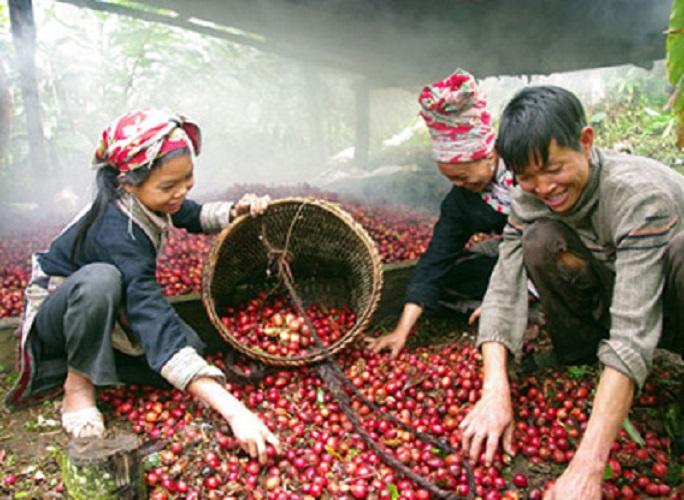 Thảo quả rừng 500g khô