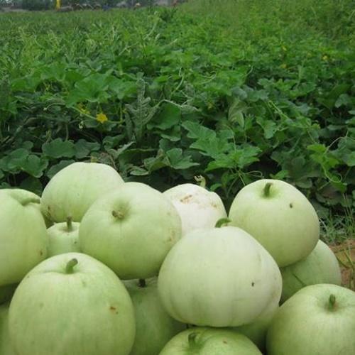 Hạt Giống Dưa Lê Siêu Ngọt Loại Dễ Trồng. Túi 10 Hạt