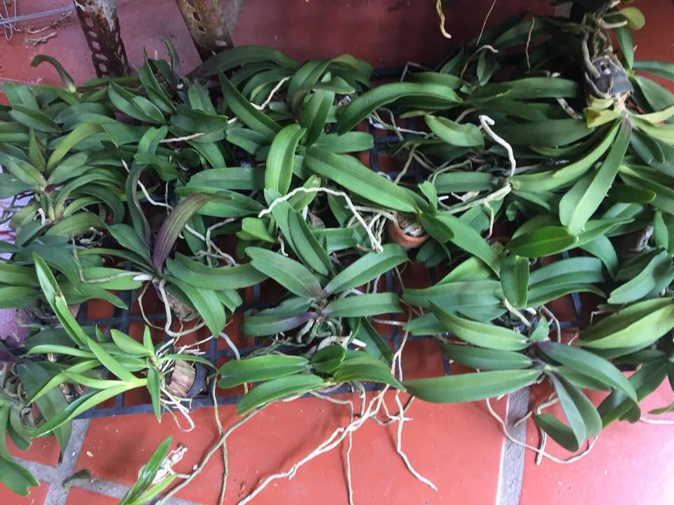 Ngọc điểm chậu giống