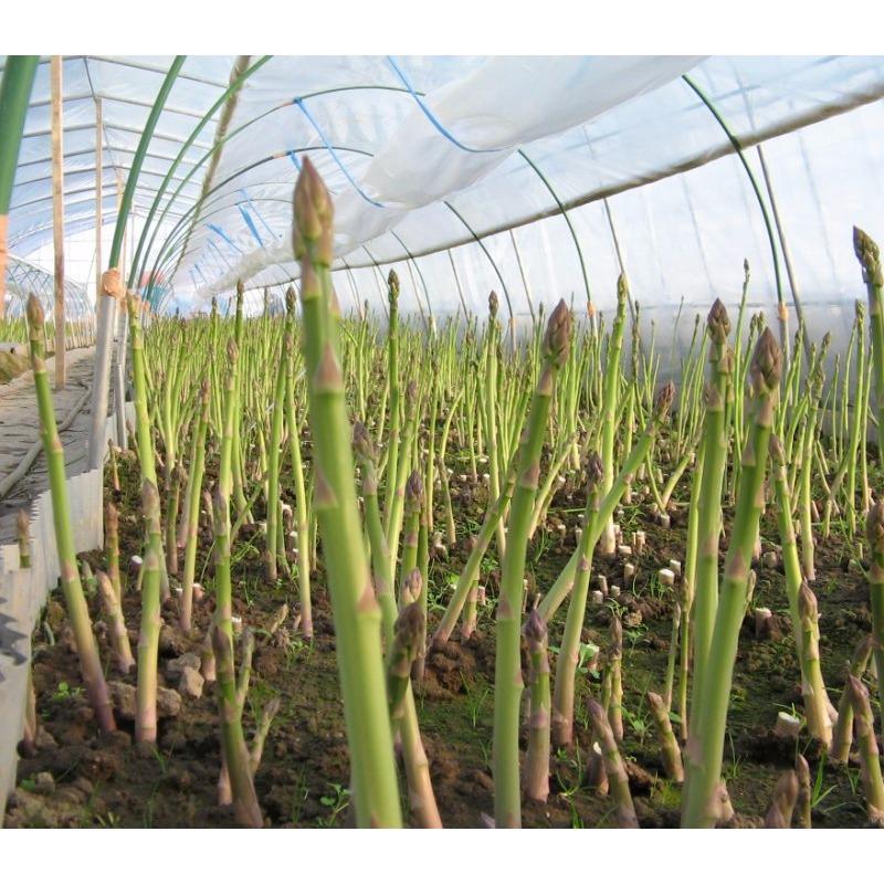 [Lấy mã giảm thêm 30%] Hạt giống Măng Tây xanh (15 hạt)