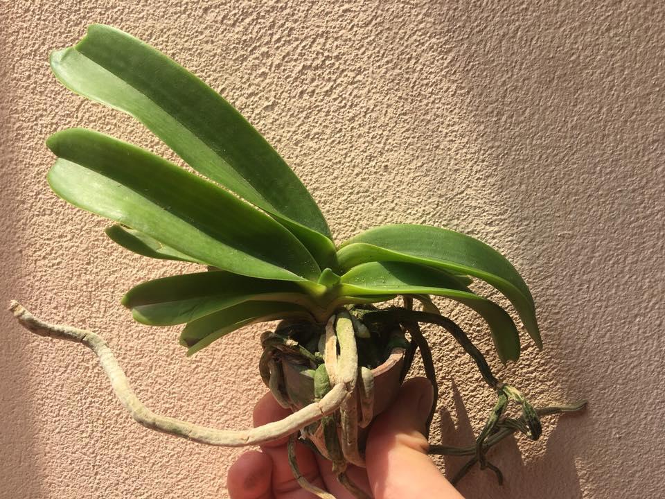 Ngọc điểm chậu giống
