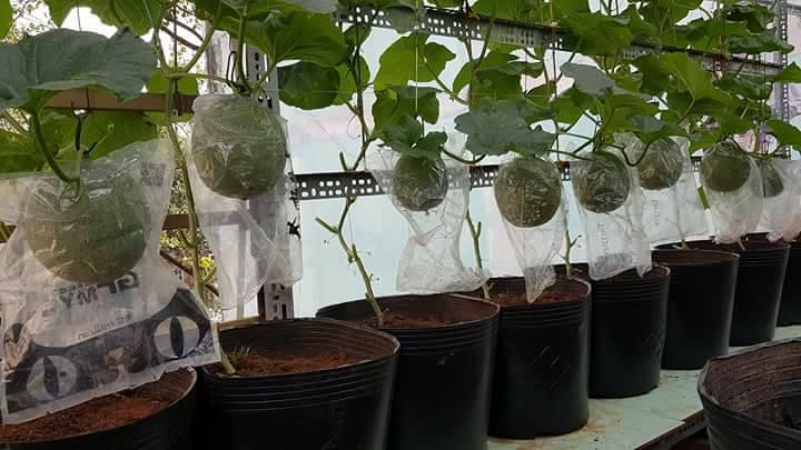 Green Melon Seeds (Pack of 100 Seeds)