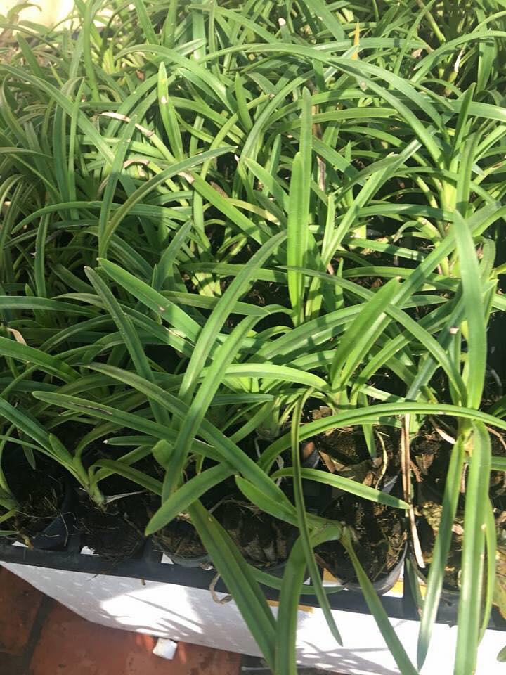 Kiếm đỏ (xích ngọc) hàng giống