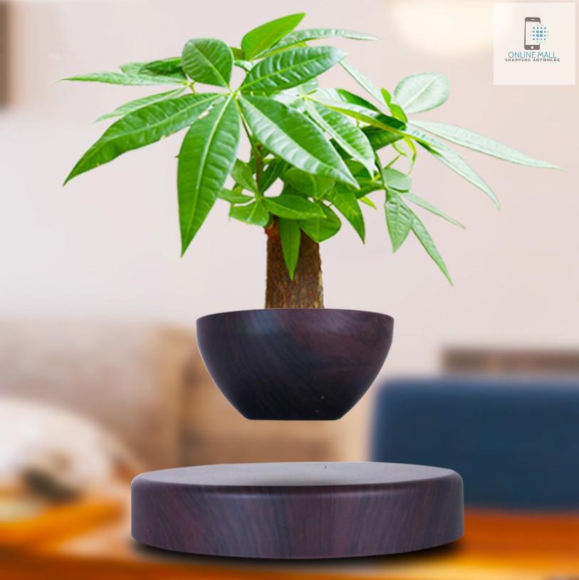 Cây bonsai bay lơ lửng vân gỗ Đen - Online Mall