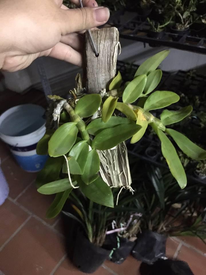 Trầm palashi bảng giống