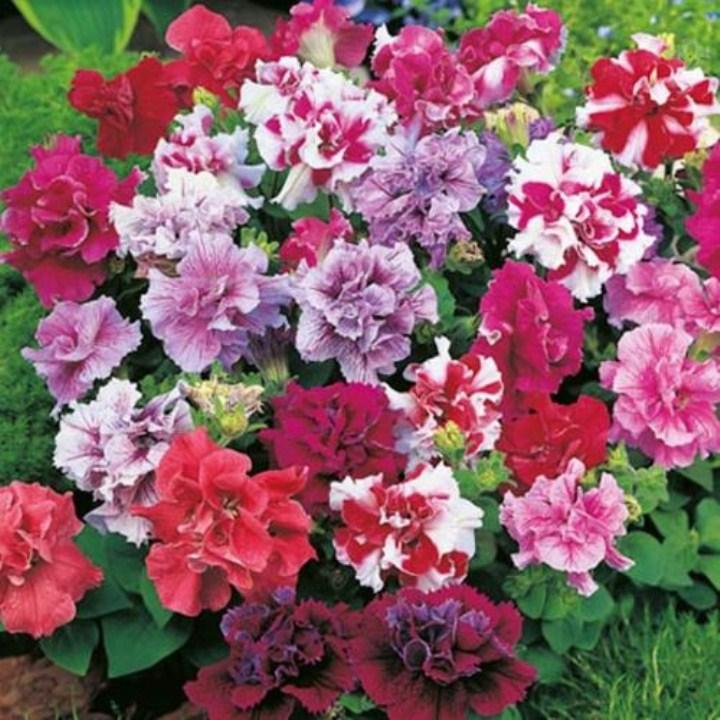 HG12- Hạt giống dạ yến thảo kép 100 hạt