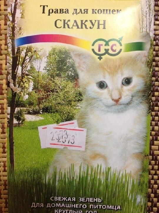 Hạt giống cỏ lúa mì cho mèo 1 gói 100gram ( cỏ lúa mì cho thú cưng )