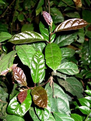 cây xạ đen, 4-5 cây/bầu