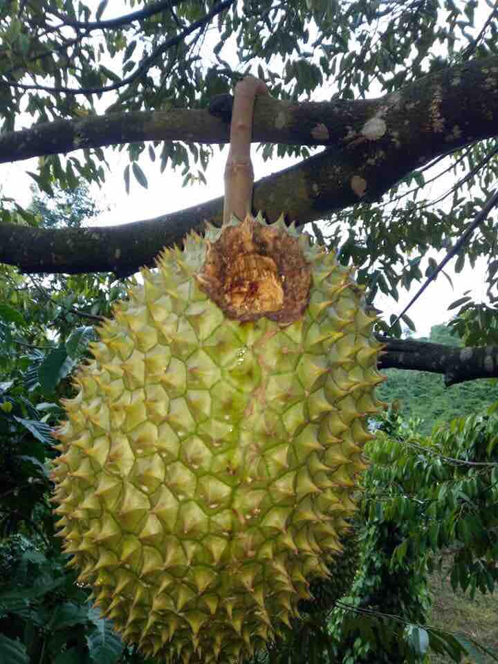 10 Bao cột trái cây tránh côn trùng