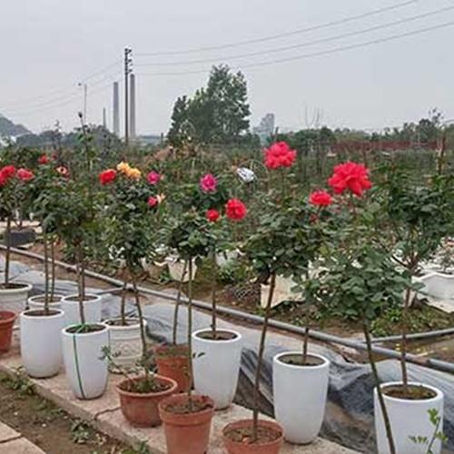 Hạt Giống Hoa Hồng Thân Gỗ, Túi 20 Hạt