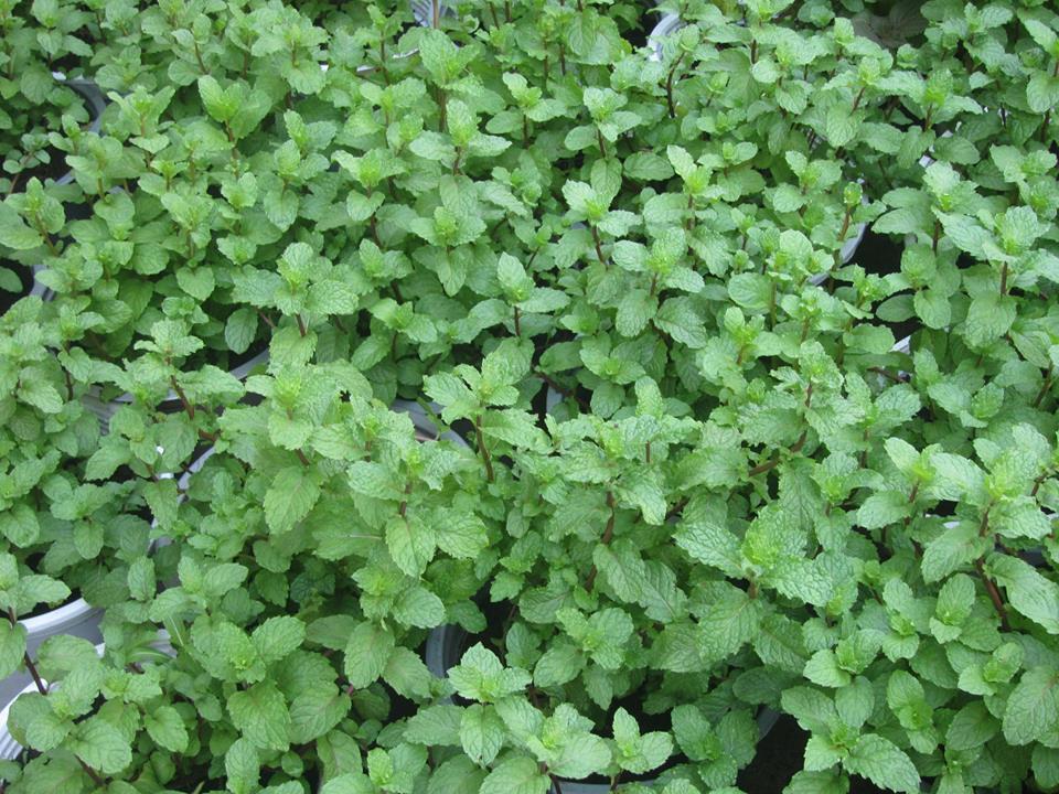 Hạt giống Húng Bạc Hà Ta ( Húng Lủi)-0.1gr