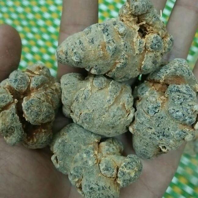100g củ tam thất 5 củ