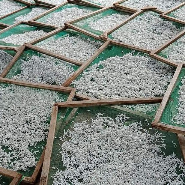 Cá cơm khô 500g - Cá cơm mờm trắng loại 1