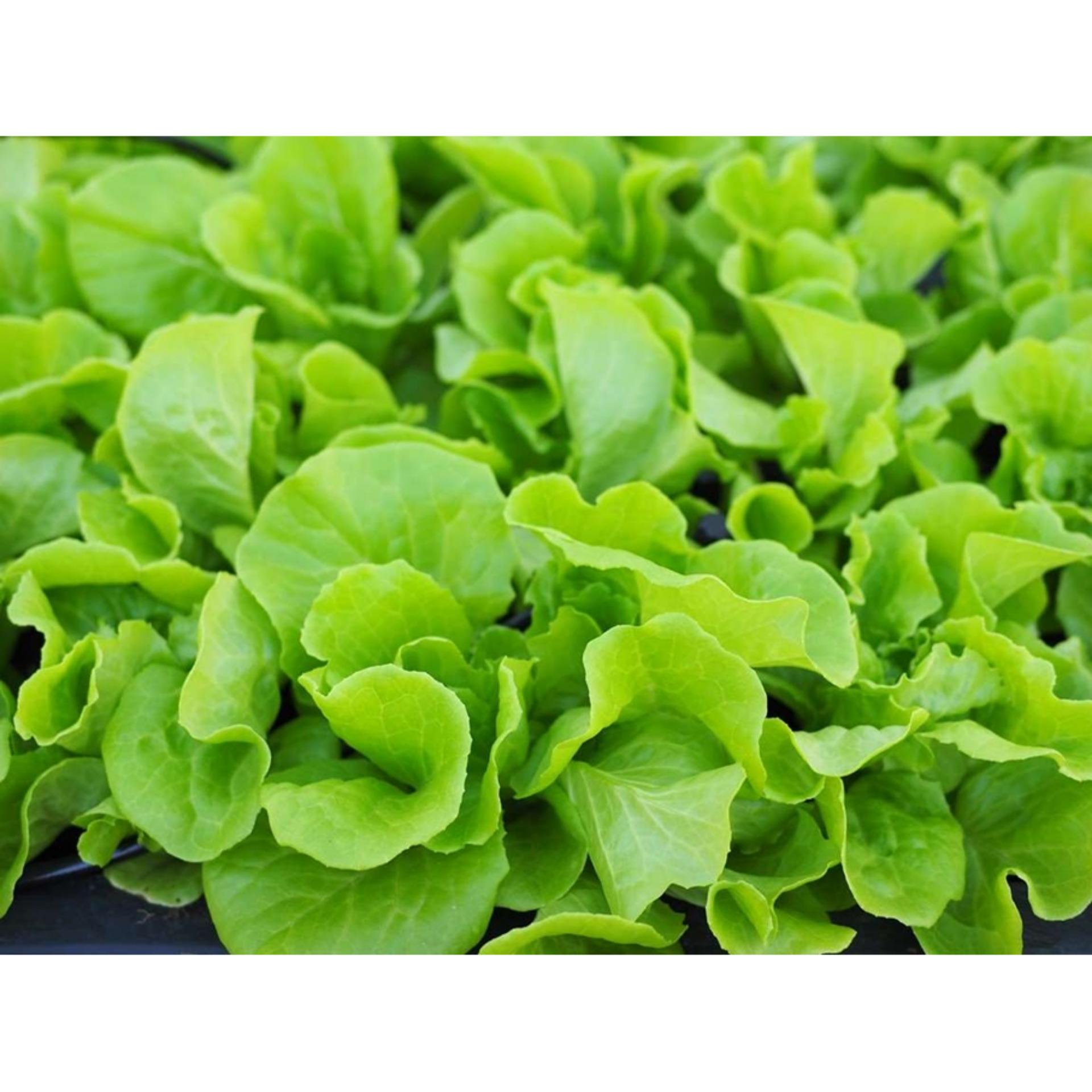 Hạt giống XÀ LÁCH CHỊU NHIỆT