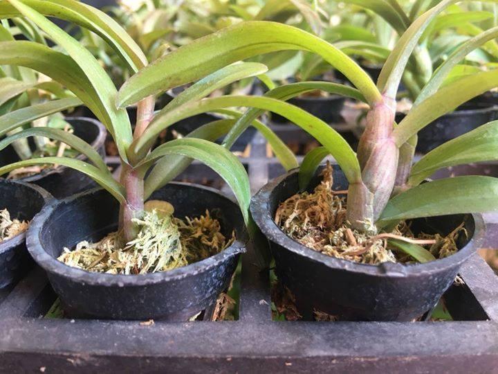Phi điệp tím HÒA BÌNH