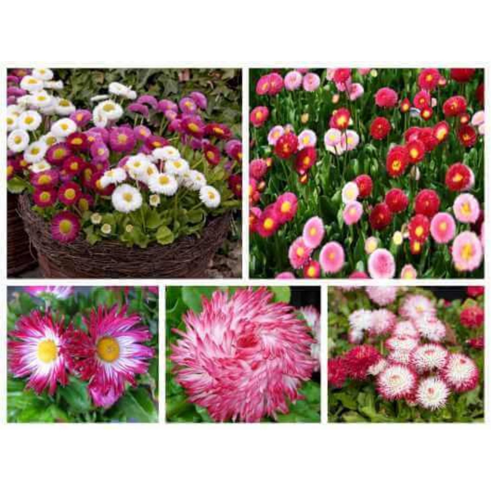 Hạt giống hoa Cúc Anh mix