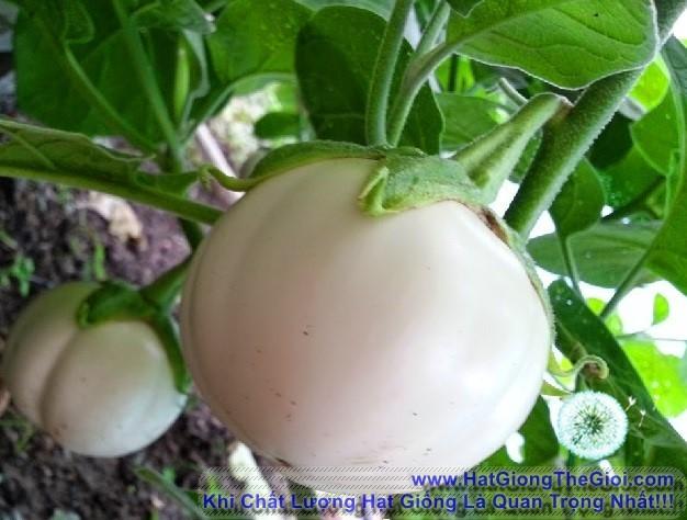 0.5Gr Hạt Giống Cà Pháo Cao Sản (B1.102| C28*X44*M214)