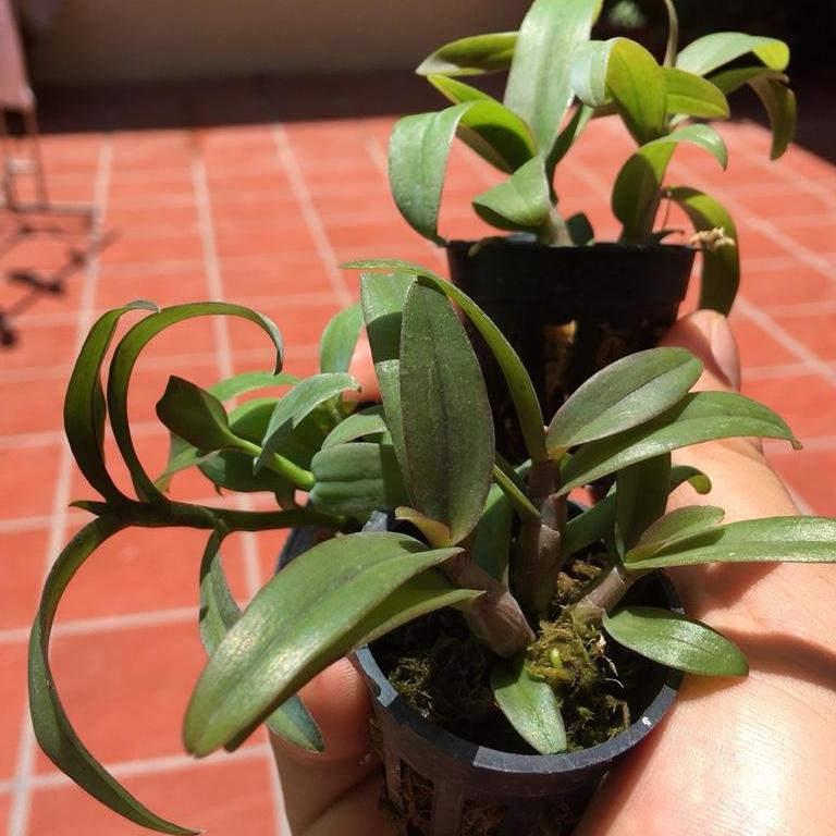 Lan giống Phi điệp hòa bình