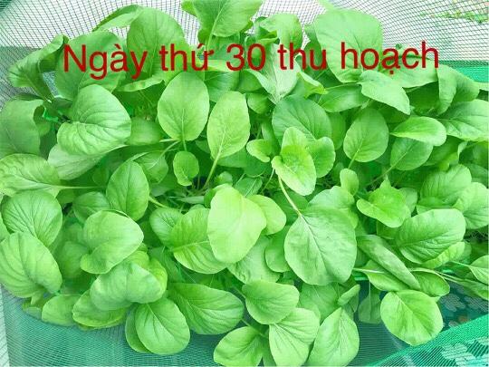 Thiết bị trồng rau thuỷ canh