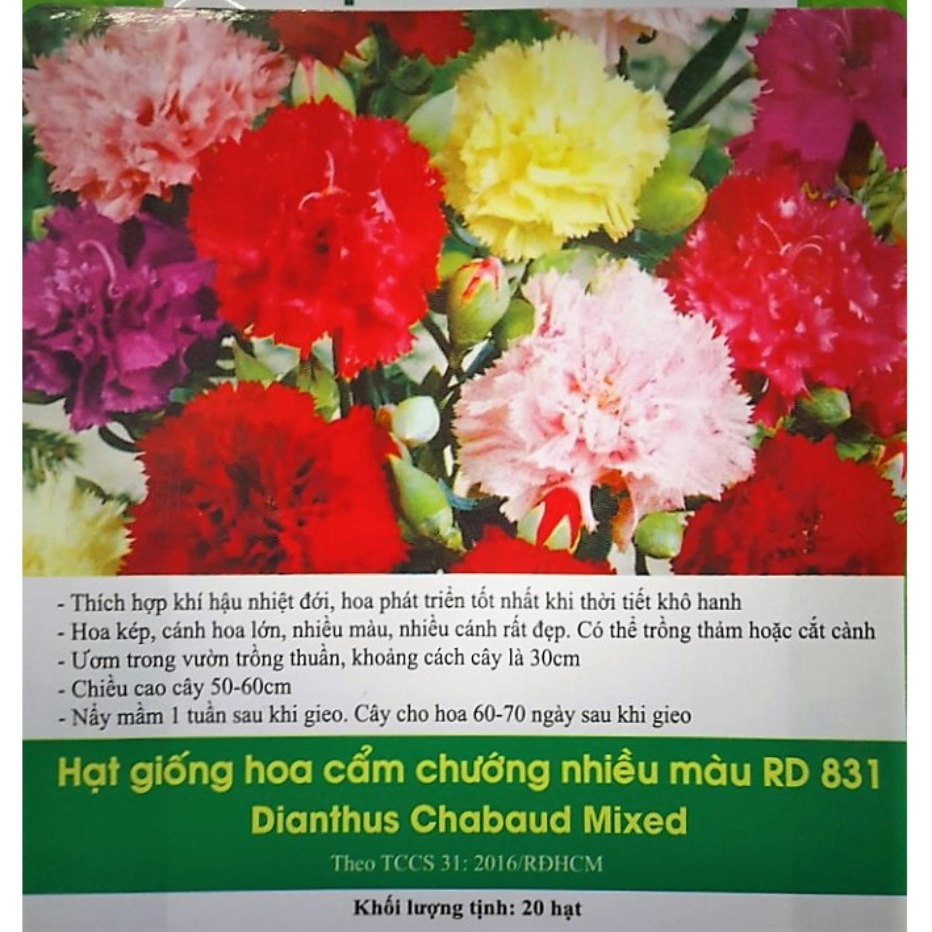 [HCM]Hoa Cẩm Chướng Nhiều Màu RD831 - Hà Lan