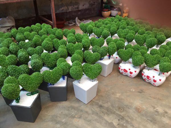 Hạt giống Cỏ may mắn (gói 100 hạt)