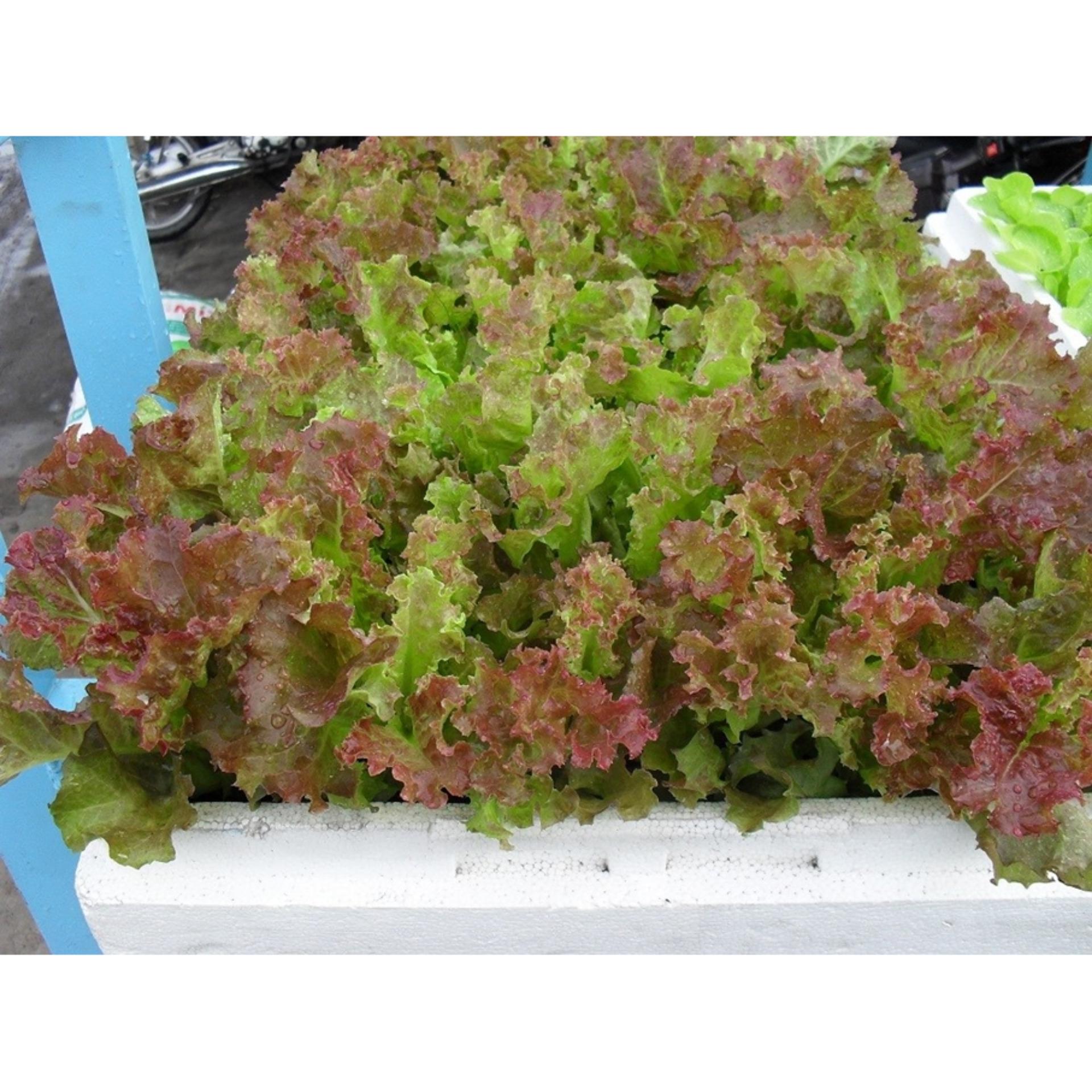 Hạt giống rau XÀ LÁCH TÍM