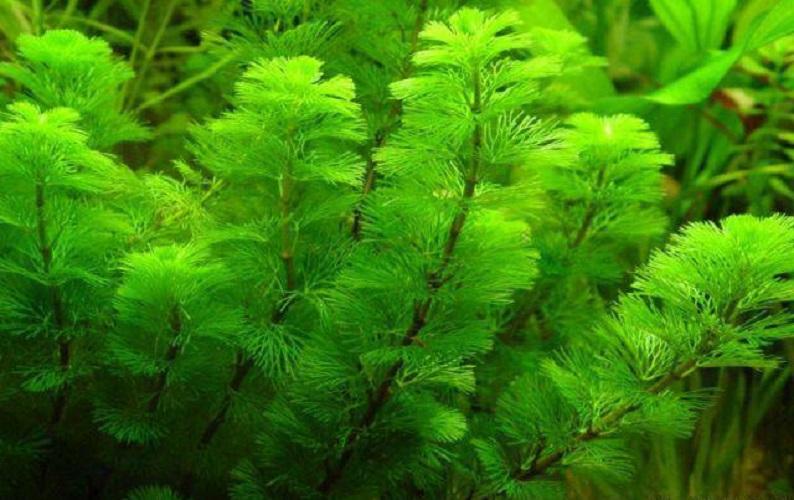 1 khóm Cây la hán xanh - cây rong thủy sinh đẹp mềm mại