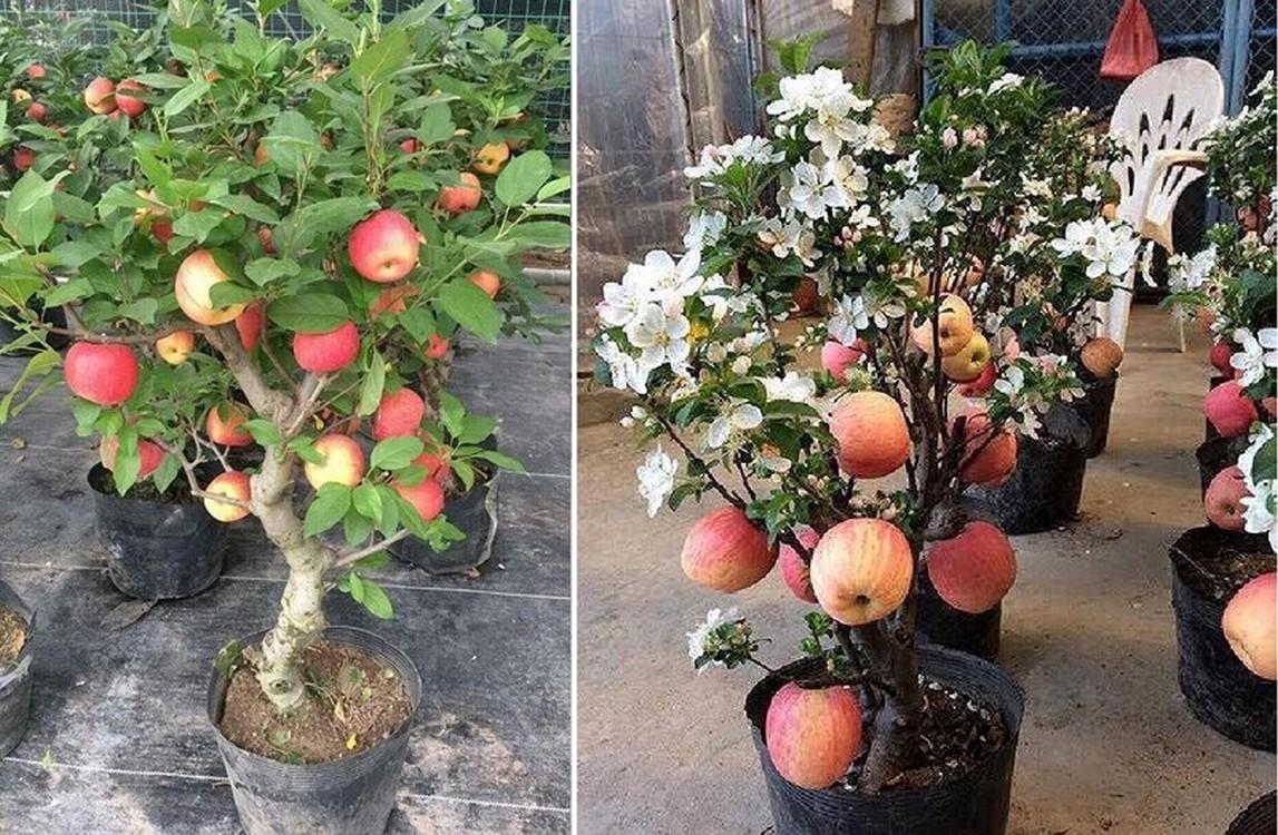 Bộ 2 gói hạt giống táo đỏ lùn (15 hạt/gói)