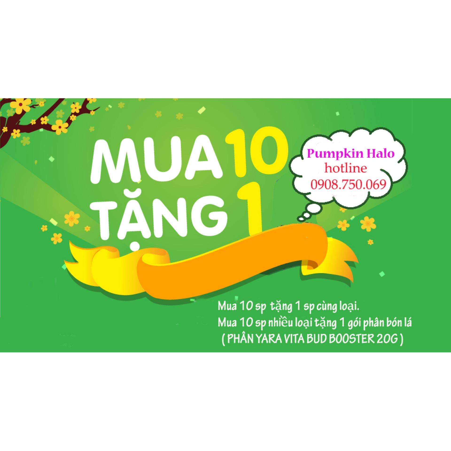 [HCM]Hạt Giống Tỏi Tây Pháp  - KLT 0.5gram