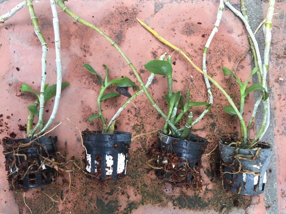 Phi điệp tím nhân kie nhiều vùng miền